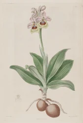 Illustration of Ophrys tenthredinifera